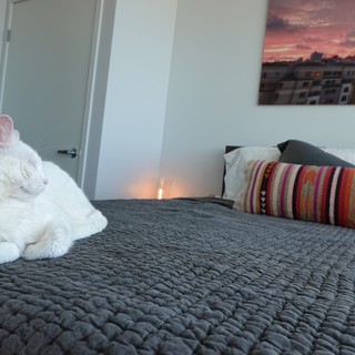 White Cat Resting on Modern Bedroom Bed