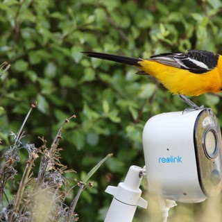 Hooded Oriole Perched on Security Camera