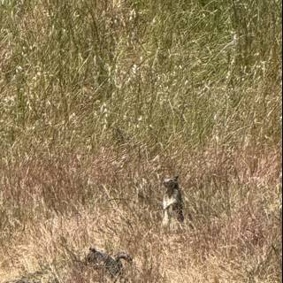 Silent Observer in the Grasslands