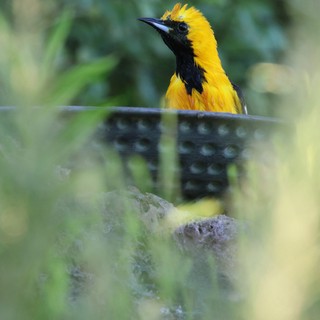 Hooded Oriole Perched Among Blurred Foliage