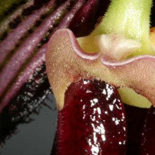 The Open Mouth of an Orchid