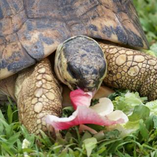 Serene Snacking at the Honolulu Zoo