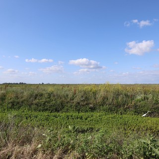 White Egret in Expansive Wetland Grasslands
