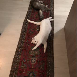 Feline Relaxation on Hardwood Floor Rug