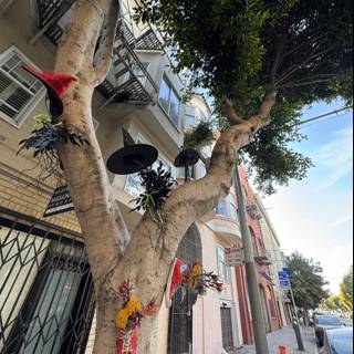 The Eccentric Tree of San Francisco