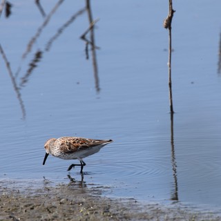 Western Sandpiper Foraging in Shallow Wetland Waters