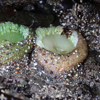 Giant Green Anemones at Low Tide in Rocky Pool
