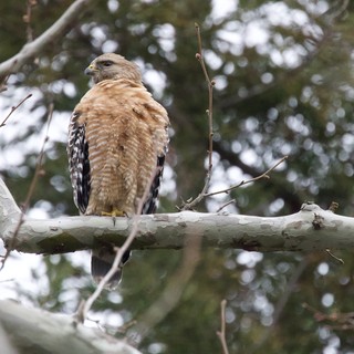 Unknown - temperate forest region, possibly North America