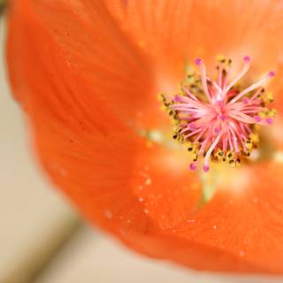 Beautiful Lily Blossom