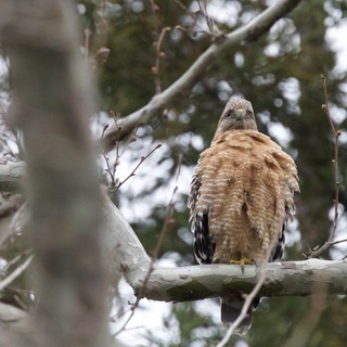 Red-Shouldered Hawk Perched on Winter Branch