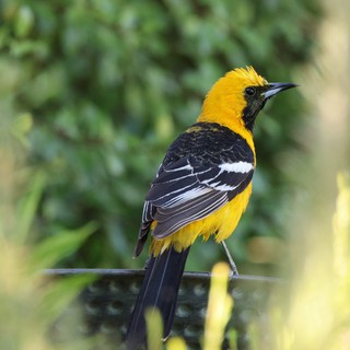 Hooded Oriole Perched on Garden Rail
