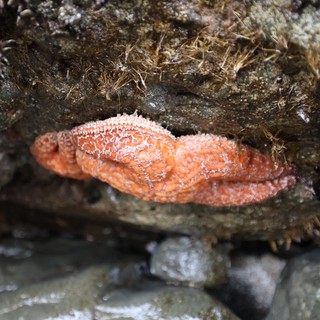 Orange Sea Star Wedged Between Intertidal Rocks