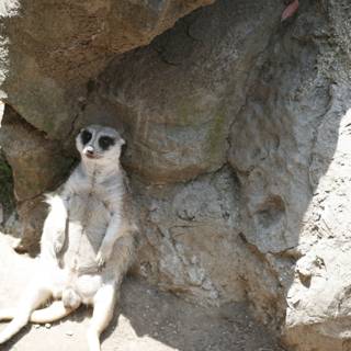 Meerkat on a Rocky Throne