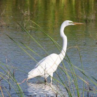 Great Egret Wading in Marsh Wetlands