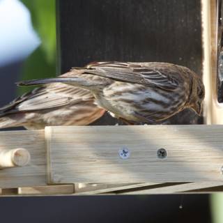 Feathered Friends at the Feeder