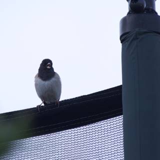 Serenade from the Perch