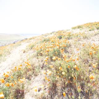 Orange Meadow Trail