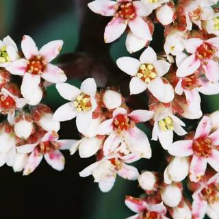 Blossoming Pink and White Flowers
