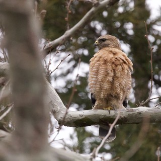Red-Shouldered Hawk Perched on Winter Branch