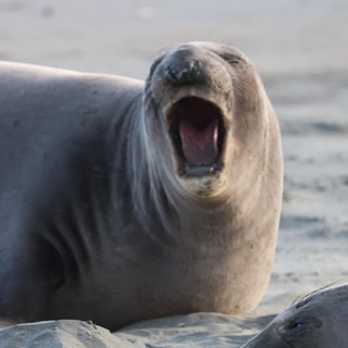 Young Elephant Seal Vocalizing at Drakes Beach