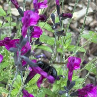 Buzzing Among Blooms