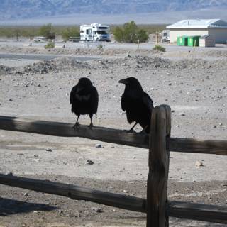 Feathered Fence-Sitters