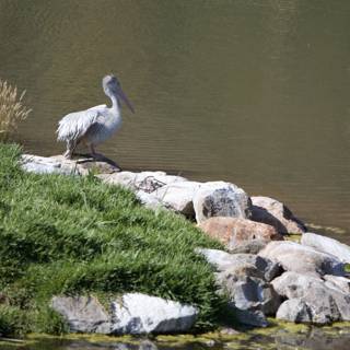 Pelicans Perched on Rock by Water's Edge