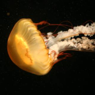 Illuminated Jellyfish in Enchanted Depths