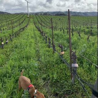 A Canine's Exploration of the Vineyard