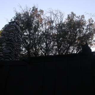The Majestic Tree Against the Black Fence