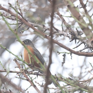 American Robin Perched in Early Spring Branches