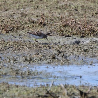 Least Sandpiper Foraging in Mudflat Habitat