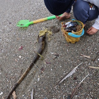 Young Explorer Collecting Beach Treasures at Low Tide