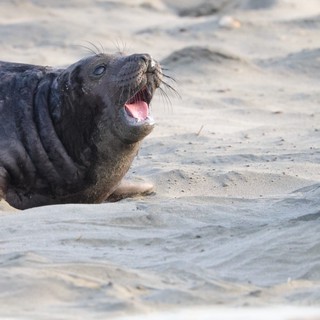 Young Elephant Seal Vocalizing on Drakes Beach