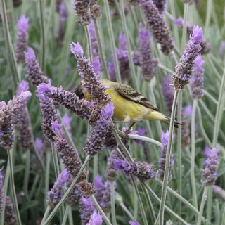 Yellow Finch Feeding Among Purple Lavender Blooms