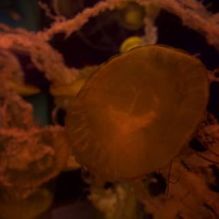 Graceful Jellyfish in an Underwater Oasis