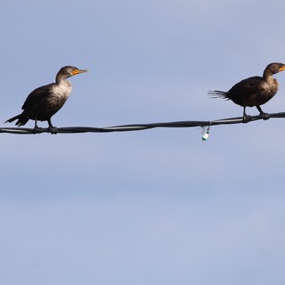 Double-Crested Cormorants Perched on Power Line
