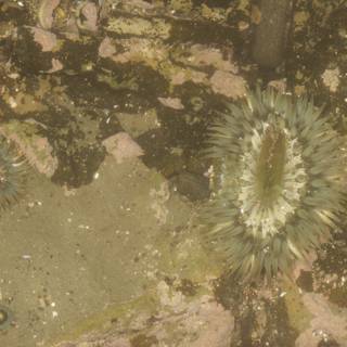 Sea Urchins on the Rocks