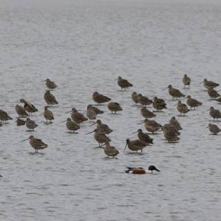 Avian Gathering at San Pablo Bay
