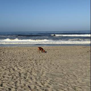 Morning Playtime by the Sea