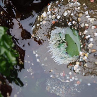 Sea Anemone Opens Its Tentacles in Tidal Pool