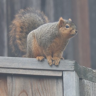 Alert Fox Squirrel Perched on Wooden Fence Rail