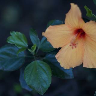 Vibrant Orange Flower with Verdant Leaves