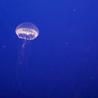 Dance of the Deep: A Jellyfish Encounter