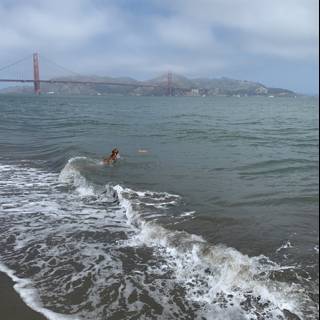 A Swim by the Golden Gate