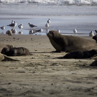 Elephant Seals and Seagulls Sharing Drakes Beach