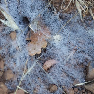 Gossamer Spider Webs Draped Over Forest Floor Debris