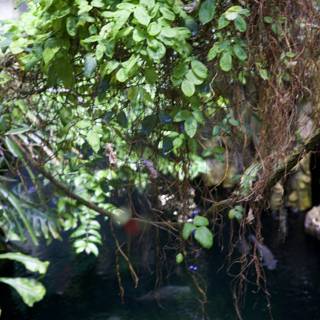 Waterfall Splendor in the Jungle: California Academy of Sciences Rainforest, 2024.