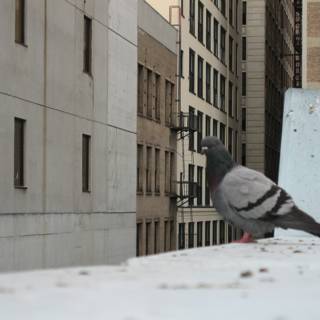 Majestic Pigeon on Apartment Ledge