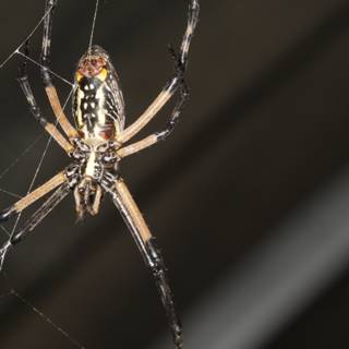 Argiope Garden Spider